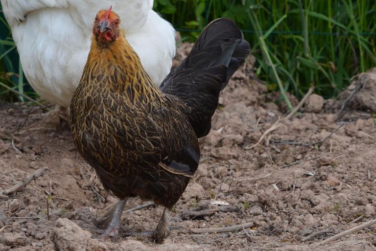 poule naine